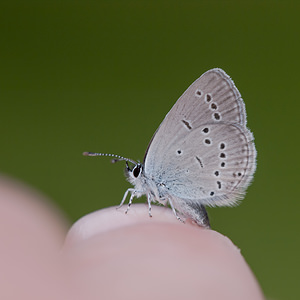 Cupido minimus (Lycaenidae)  - Argus frêle, Lycène naine - Small Blue Drome [France] 18/05/2012 - 920m
