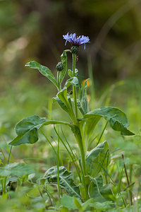 Cyanus montanus (Asteraceae)  - Bleuet des montagnes, Centaurée des montagnes - Perennial Cornflower Cote-d'Or [France] 10/05/2012 - 380m