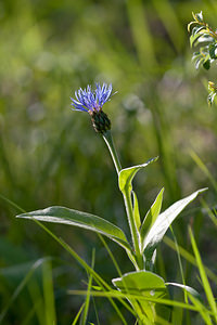 Cyanus montanus (Asteraceae)  - Bleuet des montagnes, Centaurée des montagnes - Perennial Cornflower Cote-d'Or [France] 10/05/2012 - 360m