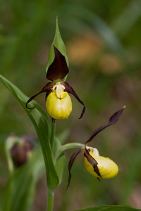 Cypripedium calceolus (Orchidaceae)  - Sabot-de-Vénus - Lady's-slipper Cote-d'Or [France] 19/05/2012 - 370m