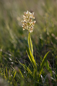 Dactylorhiza sambucina (Orchidaceae)  - Dactylorhize sureau, Orchis sureau Drome [France] 17/05/2012 - 920m