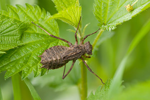 Epitheca bimaculata (Corduliidae)  - Épithèque bimaculée, Cordulie à deux taches Meuse [France] 07/05/2012 - 190m