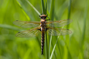 Epitheca bimaculata (Corduliidae)  - Épithèque bimaculée, Cordulie à deux taches Meuse [France] 07/05/2012 - 190m