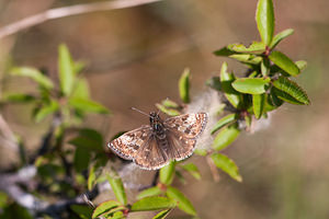 Erynnis tages (Hesperiidae)  - Point de Hongrie, Grisette - Dingy Skipper Cote-d'Or [France] 10/05/2012 - 460m