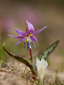 Erythronium dens-canis (Liliaceae)  - Érythrone dent-de-chien, Érythronium dent-de-chien, Dent-de-chien - Dog's-tooth-violet Drome [France] 15/05/2012 - 1460m