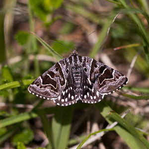 Euclidia mi (Erebidae)  - Mi - Mother Shipton Drome [France] 13/05/2012 - 610m