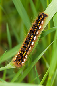 Euthrix potatoria (Lasiocampidae)  - Buveuse - Drinker Meuse [France] 07/05/2012 - 190m