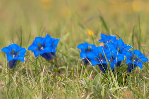 Gentiana acaulis (Gentianaceae)  - Gentiane acaule Drome [France] 18/05/2012 - 920m