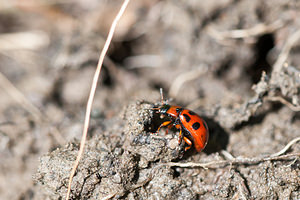 Gonioctena viminalis (Chrysomelidae)  - Chrysomèle cyclope Meuse [France] 07/05/2012 - 200m