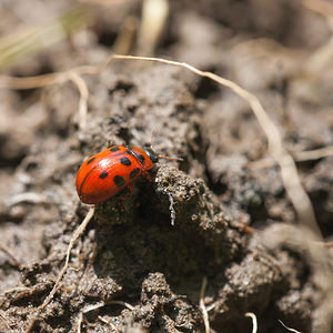 Gonioctena viminalis (Chrysomelidae)  - Chrysomèle cyclope Meuse [France] 07/05/2012 - 200m