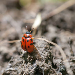 Gonioctena viminalis (Chrysomelidae)  - Chrysomèle cyclope Meuse [France] 07/05/2012 - 200mJe suis une chrysom?le, pas une coccinelle !