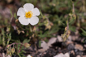 Helianthemum apenninum (Cistaceae)  - Hélianthème des Apennins - White Rock-rose Cote-d'Or [France] 10/05/2012 - 570m