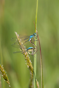 Ischnura elegans (Coenagrionidae)  - Agrion élégant - Blue-tailed Damselfly Ath [Belgique] 27/05/2012 - 20m