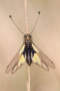 Libelloides coccajus (Ascalaphidae)  - Ascalaphe soufré Cote-d'Or [France] 19/05/2012 - 420m