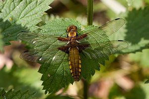 Libellula depressa (Libellulidae)  - Libellule déprimée - Broad-bodied Chaser Meuse [France] 07/05/2012 - 200m