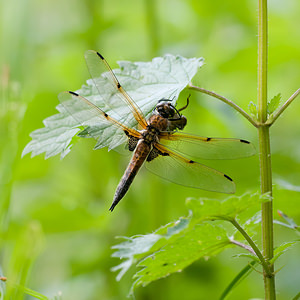 Libellula quadrimaculata (Libellulidae)  - Libellule quadrimaculée, Libellule à quatre taches - Four-spotted Chaser Meuse [France] 07/05/2012 - 200m