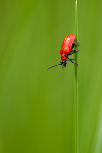 Lilioceris lilii (Chrysomelidae)  - Criocère du lis, Criocère du Lys - Lily Beetle Cote-d'Or [France] 10/05/2012 - 580m