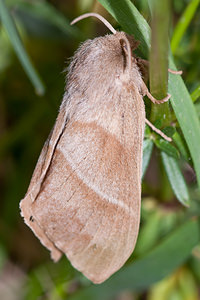 Macrothylacia rubi (Lasiocampidae)  - Bombyx de la Ronce, Polyphage - Fox Moth Drome [France] 17/05/2012 - 920m
