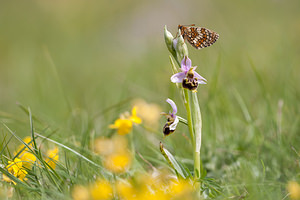 Melitaea parthenoides (Nymphalidae)  - Mélitée de la Lancéole, Mélitée des Scabieuses, Damier Parthénie Drome [France] 16/05/2012 - 620m