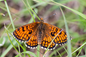 Melitaea parthenoides (Nymphalidae)  - Mélitée de la Lancéole, Mélitée des Scabieuses, Damier Parthénie Drome [France] 18/05/2012 - 920m