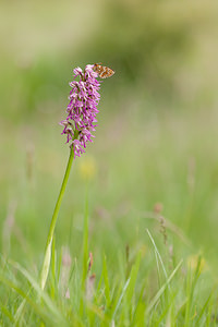 Melitaea parthenoides (Nymphalidae)  - Mélitée de la Lancéole, Mélitée des Scabieuses, Damier Parthénie Drome [France] 18/05/2012 - 920m