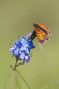 Melitaea parthenoides (Nymphalidae)  - Mélitée de la Lancéole, Mélitée des Scabieuses, Damier Parthénie Drome [France] 18/05/2012 - 920m