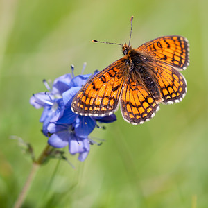 Melitaea parthenoides (Nymphalidae)  - Mélitée de la Lancéole, Mélitée des Scabieuses, Damier Parthénie Drome [France] 18/05/2012 - 920m