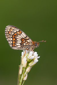 Melitaea parthenoides (Nymphalidae)  - Mélitée de la Lancéole, Mélitée des Scabieuses, Damier Parthénie Drome [France] 18/05/2012 - 920m