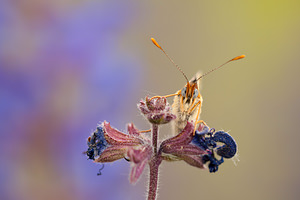 Melitaea phoebe (Nymphalidae)  - Mélitée des Centaurées, Grand Damier Drome [France] 16/05/2012 - 600m