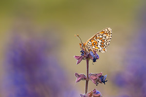 Melitaea phoebe (Nymphalidae)  - Mélitée des Centaurées, Grand Damier Drome [France] 16/05/2012 - 600m