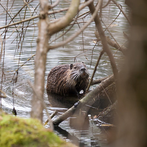 Myocastor coypus (Echimyidae)  - Ragondin - Nutria, Coypu Marne [France] 04/05/2012 - 80m