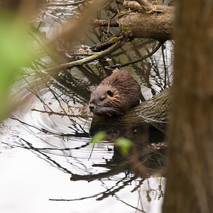 Myocastor coypus (Echimyidae)  - Ragondin - Nutria, Coypu Marne [France] 04/05/2012 - 80m