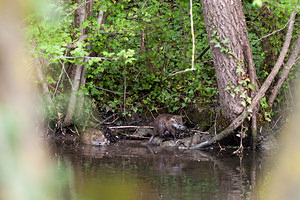 Myocastor coypus (Echimyidae)  - Ragondin - Nutria, Coypu Marne [France] 04/05/2012 - 80m