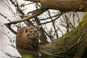 Myocastor coypus (Echimyidae)  - Ragondin - Nutria, Coypu Marne [France] 04/05/2012 - 80m