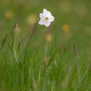 Narcissus poeticus (Amaryllidaceae)  - Narcisse des poètes - Pheasant's-eye Daffodil Drome [France] 18/05/2012 - 920m