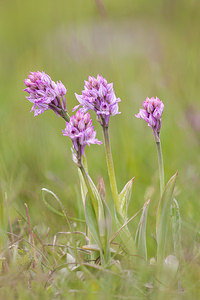 Neotinea tridentata (Orchidaceae)  - Néotinée tridentée, Orchis à trois dents, Orchis tridenté Drome [France] 18/05/2012 - 920m