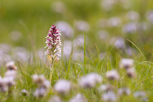 Neotinea ustulata (Orchidaceae)  - Néotinée brûlée, Orchis brûlé - Burnt Orchid Drome [France] 16/05/2012 - 630m