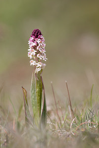 Neotinea ustulata (Orchidaceae)  - Néotinée brûlée, Orchis brûlé - Burnt Orchid Drome [France] 17/05/2012 - 960m