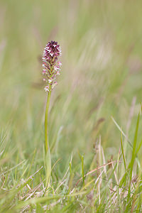 Neotinea ustulata (Orchidaceae)  - Néotinée brûlée, Orchis brûlé - Burnt Orchid Drome [France] 18/05/2012 - 920m