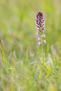 Neotinea ustulata (Orchidaceae)  - Néotinée brûlée, Orchis brûlé - Burnt Orchid Drome [France] 18/05/2012 - 920m