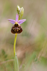 Ophrys fuciflora (Orchidaceae)  - Ophrys bourdon, Ophrys frelon - Late Spider-orchid Meuse [France] 07/05/2012 - 330m