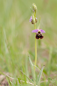 Ophrys fuciflora (Orchidaceae)  - Ophrys bourdon, Ophrys frelon - Late Spider-orchid Meuse [France] 07/05/2012 - 330m