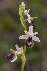 Ophrys saratoi (Orchidaceae)  - Ophrys de Sarato, Ophrys de la Drôme Drome [France] 16/05/2012 - 660m
