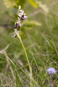 Ophrys saratoi (Orchidaceae)  - Ophrys de Sarato, Ophrys de la Drôme Drome [France] 16/05/2012 - 660m