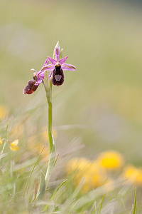 Ophrys saratoi (Orchidaceae)  - Ophrys de Sarato, Ophrys de la Drôme Drome [France] 16/05/2012 - 680m