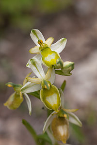 Ophrys saratoi (Orchidaceae)  - Ophrys de Sarato, Ophrys de la Drôme Drome [France] 16/05/2012 - 620m