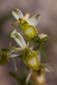 Ophrys saratoi (Orchidaceae)  - Ophrys de Sarato, Ophrys de la Drôme Drome [France] 16/05/2012 - 620m