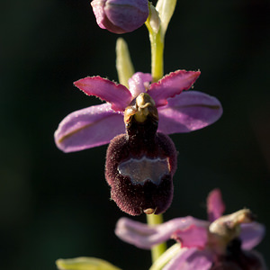 Ophrys saratoi (Orchidaceae)  - Ophrys de Sarato, Ophrys de la Drôme Drome [France] 16/05/2012 - 450m
