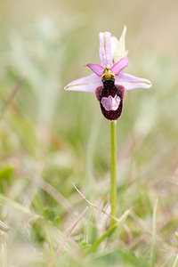 Ophrys saratoi (Orchidaceae)  - Ophrys de Sarato, Ophrys de la Drôme Drome [France] 17/05/2012 - 960m
