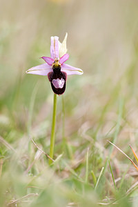 Ophrys saratoi (Orchidaceae)  - Ophrys de Sarato, Ophrys de la Drôme Drome [France] 17/05/2012 - 960m